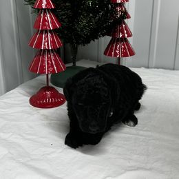 White - Black female Poodle puppy in Hamilton, Ohio from Grandview Farm