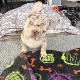 Nugget - Tricolors male French Bulldog puppy in Oxnard, California from Golden Star Frenchies