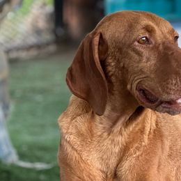 Daisy - Vizsla