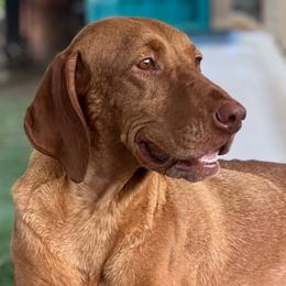 Daisy - Vizsla