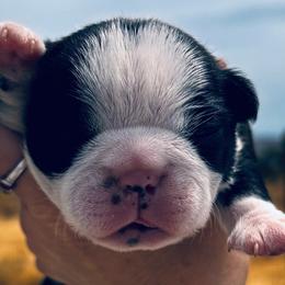 Sassys boy 1 - Black brindle and white male Boston Terrier puppy in Yakima, Washington from Barnett’s AKC Boston Terriers