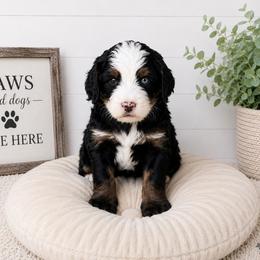Cameo - Tri-color female Bernedoodle puppy in Atwood, Oklahoma from Luxe Doodle Haven