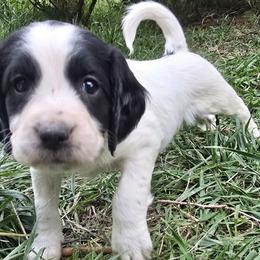 Angel - White and black male English Springer Spaniel puppy in Palisade, Colorado from Bigfoot's Kennel