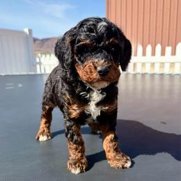 Berakhah  (Dark green collar) - Phantom male Poodle puppy in Henefer, Utah from Mountain Valley Poodles
