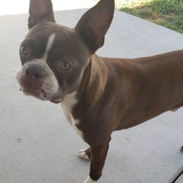 Boston Terriers from Ruben's Boston Terriers
