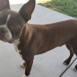 Boston Terriers from Ruben's Boston Terriers
