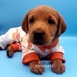 Labrador Retrievers from Victory Retrievers