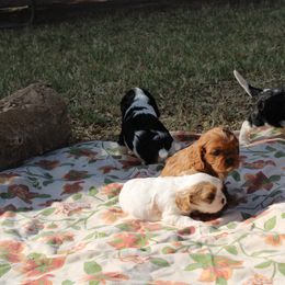 Cavalier King Charles Spaniel Puppies from Critter's Cottage Cavaliers