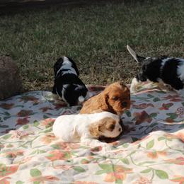 Cavalier King Charles Spaniel Puppies from Critter's Cottage Cavaliers