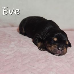 Eve - Black tri-color female Australian Shepherd puppy in Owensboro, Kentucky from JnT's Bluegrass Mini Aussies