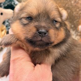 Fluttershy - Red sable female Pomeranian puppy in Gilroy, California from Belt Fed Kennels
