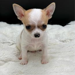 Paul - Fawn male Chihuahua puppy in Lee Center, New York from Alfheim-Andromeda Chihuahua's (A &A's)