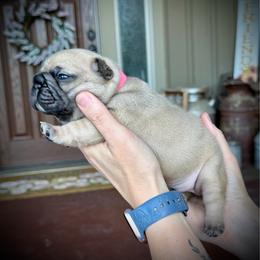 Pink (Coco) - Fawn female French Bulldog puppy in Rochester, Washington from Frenchie Bulldog Kisses