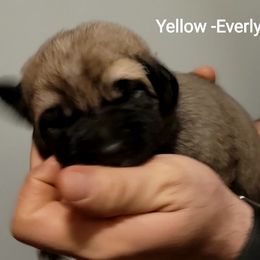 Everly - Wolfgray female Spanish Mastiff puppy in Prosperity, Pennsylvania from Prosperity Guardians