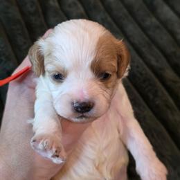 Orange- Pumpkin - male Cavapoochon puppy in Kountze, Texas from CaviCajun Kennels