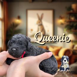 Queenie - Black female Whoodle puppy in Knoxville, Tennessee from Fleury Farm Doodles TN
