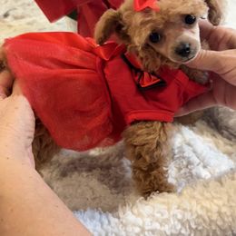 Chinadoll - Apricot female Poodle puppy in Bakersfield, California from Mary Gorgeous Poodles