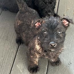 Brynnlee - Black brindle male Scottish Terrier puppy in Chattanooga, Tennessee from Oodles of Cuties!
