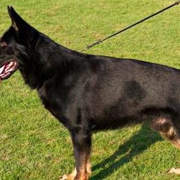 German Shepherds from Von Grunheide Shepherds