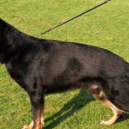 German Shepherds from Von Grunheide Shepherds