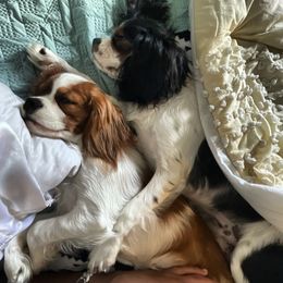 Cavalier King Charles Spaniel, Cavapoo, and Poodle Puppies from Macy’s Poodles and Doodles