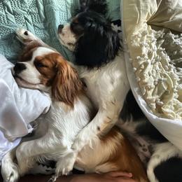 Cavalier King Charles Spaniel, Cavapoo, and Poodle Puppies from Macy’s Poodles and Doodles