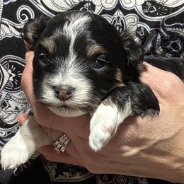 Male 2 - Black and tan male Havanese puppy in Congerville, Illinois from Happy Go Lucky Havanese