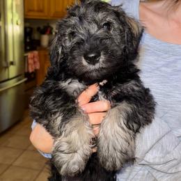 Moose - Black and silver male Miniature Schnauzer puppy in Akeley, Minnesota from Great Northern Schnauzers