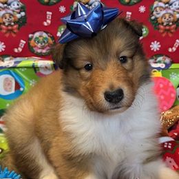 Prancer - Sable and white male Collie puppy in Carencro, Louisiana from Cajun Bayou's Collies LLC