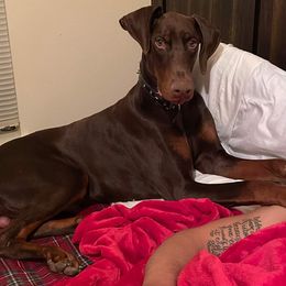 Doberman Pinscher Puppies from Cumplido Dobermans