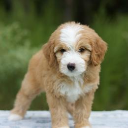 Posey - Red female Bernedoodle puppy in Choudrant, Louisiana from Boxwood Doodles