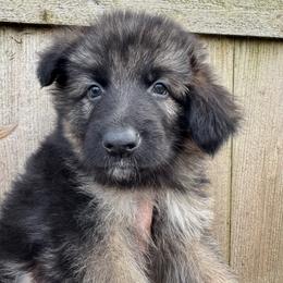 Watson - Black and red male German Shepherd puppy in Graham, Washington from Wildeflecken Shepherds