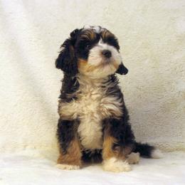 Girl 4 - female Bernedoodle puppy in Mechanicsville, Virginia from Loblolly Moon Farm