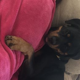 Rottweiler All Grown Up from Cascade Rottweilers of the Pacific Northwest