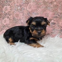 Dex - Blue and gold male Yorkshire Terrier puppy in Monticello, Iowa from Ashley’s Puppies