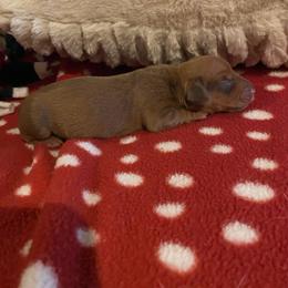 Boy 1 - Dapple male Dachshund puppy in Sedgewickville, Missouri from Heritage Boerboels