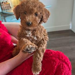 Oscar - Red  male Goldendoodle puppy in Payson, Utah from Country Sky Doodles