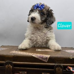 Clover - Merle Bernedoodle puppy in Neillsville, Wisconsin from Granton Creek
