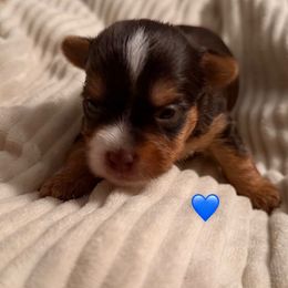 Jack - Chocolate, tan and white male Yorkshire Terrier puppy in Jacksonville, Florida from TLJ Choco Yorkie Love