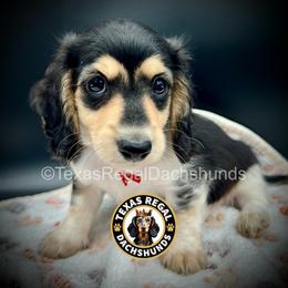 Joey 2500 - Piebald male Dachshund puppy in Houston, Texas from Texas Regal Dachshunds LLC