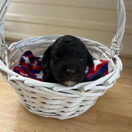 Olive - Black female Goldendoodle puppy in Cherry Tree, Pennsylvania from Plum Creek Acres Next Generation