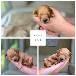 Miracle - female Golden Mountain Doodle puppy in Chester, South Carolina from Carolina Golden Mountain Doodles