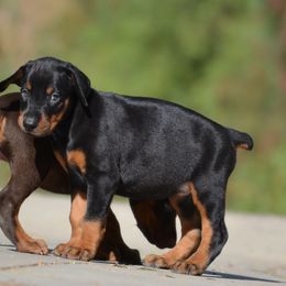 Doberman Pinscher Puppies from Obsidian Kennels