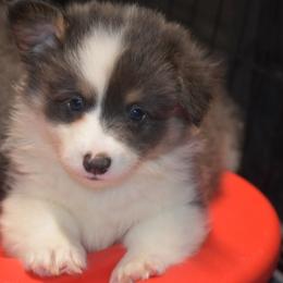 Steel - Fluffy - Gray and white male American Corgi puppy in Lithia, Florida from Diamondcrest Inc