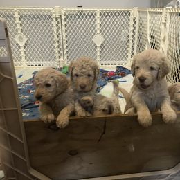 Goldendoodle, Schnoodle, and Sheepadoodle Puppies from Dood Ranch