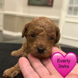 Everly - Red  female Poodle puppy in Mineral Wells, Texas from S.H.A.R.P.’s Toy Poodles