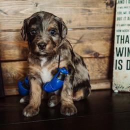 APOLLO - Phantom male Bernedoodle puppy in Lehi, Utah from Thompson Family Puppies