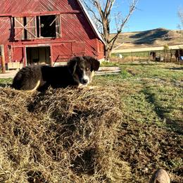 Surf - Black tri-color male Australian Shepherd puppy in Preston, Idaho from KC Bar Ranch Aussies