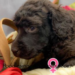Sally - Brown female Poodle puppy in Greenville, North Carolina from Grace Poodles