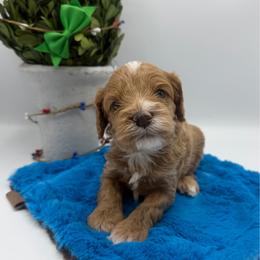 Ruger - Red male Cavapoo puppy in Central, Arizona from Desert Valley Doodles